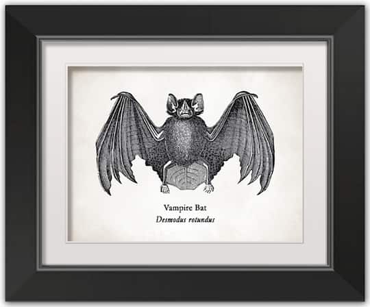 Vampire Bat Halloween Print in Black Frame